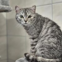 Purzel u. Peppino, Kater zur Adoption