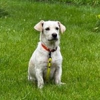 Jane - Für-Immer-Körbchen gesucht, Hündin zur Adoption
