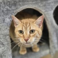 Hanka, Katze zur Adoption