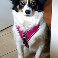Sanfte Sally sucht liebevolles Heim, Hündin zur Adoption