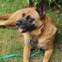 💜 Violeta - in Deutschland auf PS, Hündin zur Adoption