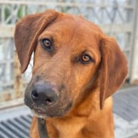 Cito, geb. ca. 02/2025, 33142 Büren-Wewelsburg, Hund zur Adoption