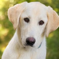 Möchten Sie Berto bei sich aufnehmen?, Hund zur Adoption