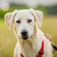 Brunio wünscht sich eine gute Zukunft, Hund zur Adoption