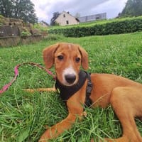 Ida sucht ihre Menschen 🐾, Hündin zur Adoption