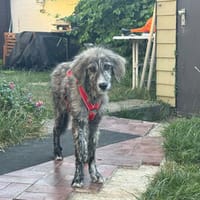 Puccio möchte Sie kennenlernen, Hund zur Adoption
