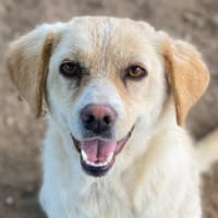 Lumina, geb. ca. 08/2025, 41462 Neuss, Hündin zur Adoption