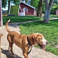💙 Seppi 💙 sucht seine Menschen, Hund zur Adoption