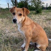 MOANA, fein, klug und chamant sucht, Hündin zur Adoption