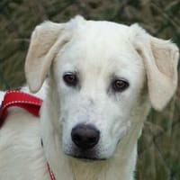 Pingo sucht Familienanschluss, Hund zur Adoption
