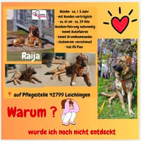 Die liebe 💕Raija 💕sucht ihre Menschen, Hündin zur Adoption