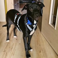 Mikail sucht engen Familienanschluss, Hund zur Adoption