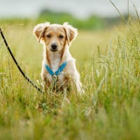 Polo wünscht sich liebe Menschen, Hund zur Adoption