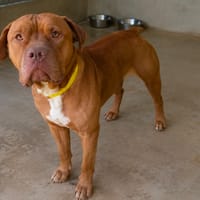 TYSON, chien à adopter