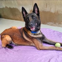 THOR, chien à adopter