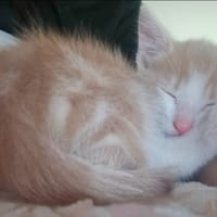 POMELO, chat à adopter