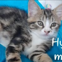 HYPNO, chat à adopter