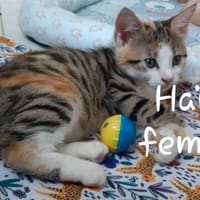 HAÏTI, chatte à adopter