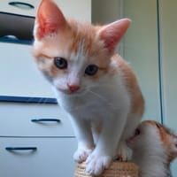 HOLLIE, chatte à adopter