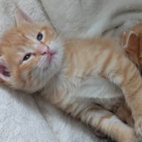 KITANA reservée, chatte à adopter