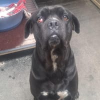 GOBLIN, chien à adopter