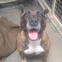 NASKA (pas sté), chien à adopter