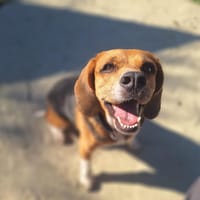 OPALINE, chienne à adopter