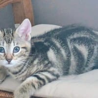 MILEENA reservée, chatte à adopter