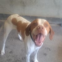TOBBY, chien à adopter
