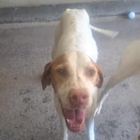 TALY (pas sté), chienne à adopter