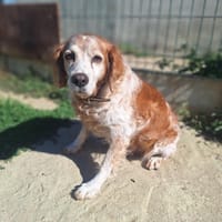 PHEDON, chien à adopter