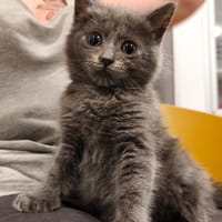 Sabor, chat à adopter