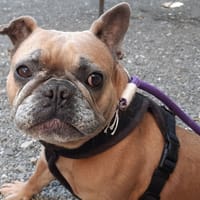 Rubia, chienne à adopter
