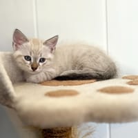 Snowy, chat à adopter