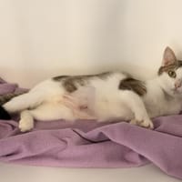 BONNIE, chatte à adopter