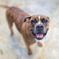PRISKA, chienne à adopter