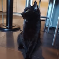 ELE ELE, chatte à adopter