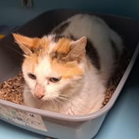 LUNE, chatte à adopter
