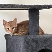 AMBRE, chatte à adopter