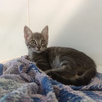 HOSHI, chat à adopter