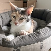 BLUE, chatte à adopter