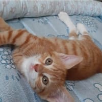 HILLARY, chatte à adopter