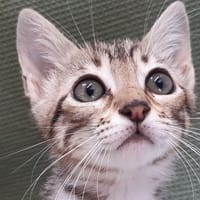 Potifumée, chatte à adopter