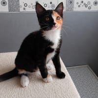 HARLEY QUEEN, chatte à adopter