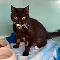 Mascotte CAB5733, chatte à adopter