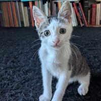 SHANKS, chat à adopter