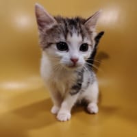 Cookie, chatte à adopter