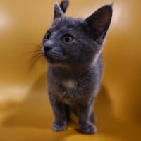 Delphi, chatte à adopter