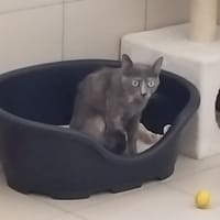 MIMI, chatte à adopter