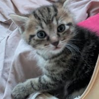 JEROD, chat à adopter